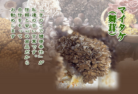 舞茸 マイタケ ってこんなきのこ 村田椎茸本舗